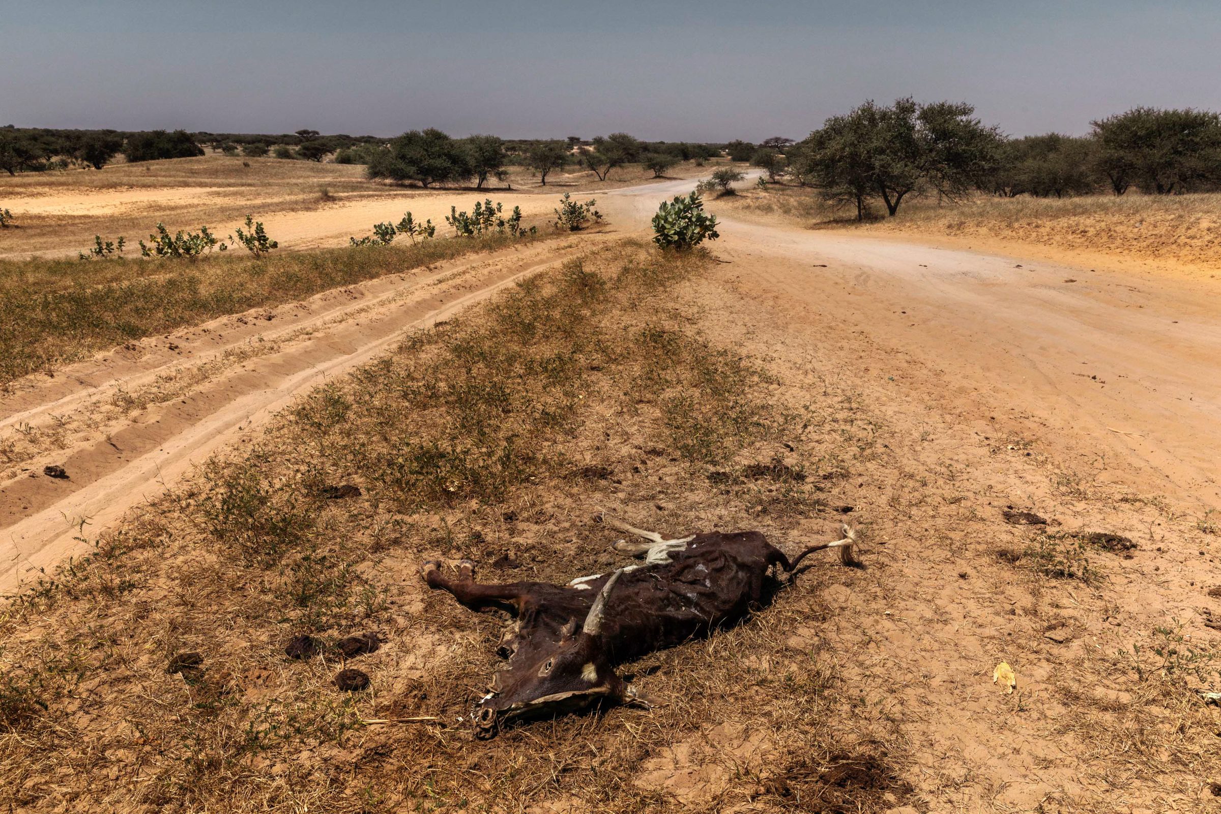 The world's most complex humanitarian disaster — Chad — 2024 — photograph by Marco Gualazzini — image 9 of 20
